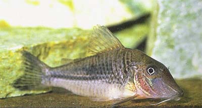 Corydoras sp. C51